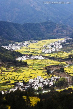 油菜花开