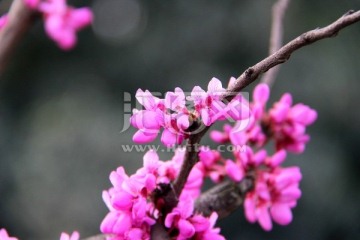 紫荆花高清摄影
