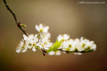 一枝李花