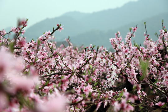 桃花园