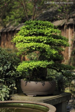盆景