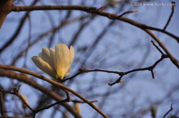 玉兰花