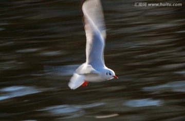 慢门海鸥