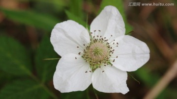 野草莓的白花朵