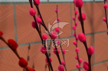 梅花