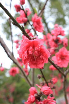 桃花
