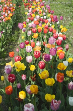 多彩郁金香花圃