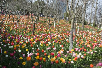 郁金香花海