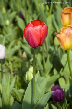 郁金香花园