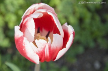 郁金香花蕊