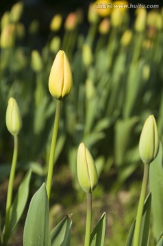 郁金香花苞