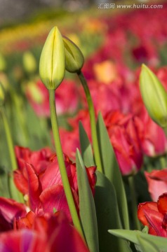 郁金香花苞