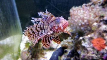 水族箱里彩色的鱼
