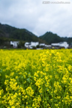 婺源 油菜花