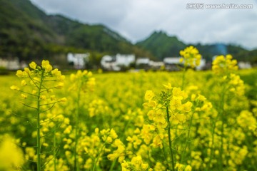 婺源 油菜花