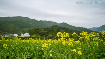 婺源 油菜花