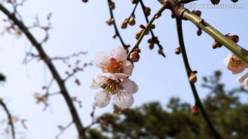 微距桃花