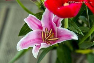 百合花