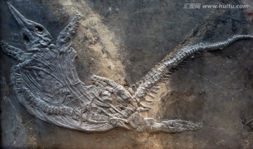 侏罗纪鱼龙化石