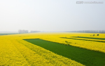 春天 江汉平原