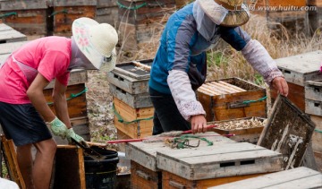 养蜂人 取蜂蜜