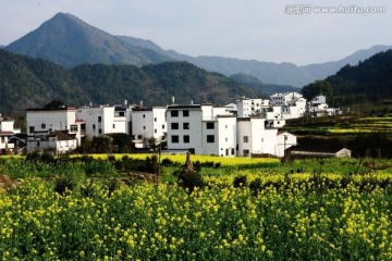 婺源 油菜花