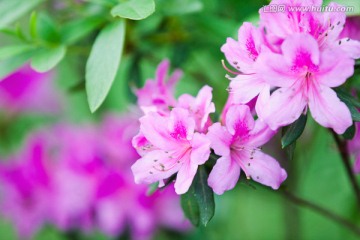 杜鹃花 映山红