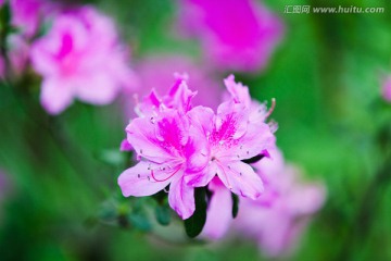 杜鹃花 映山红