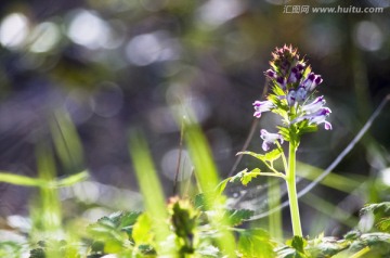 紫色花