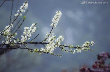 李花