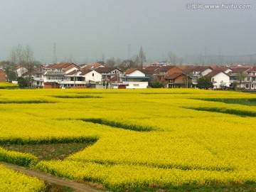 油菜花