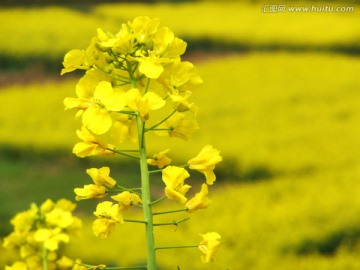 油菜花