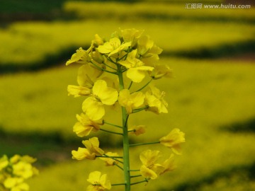 油菜花