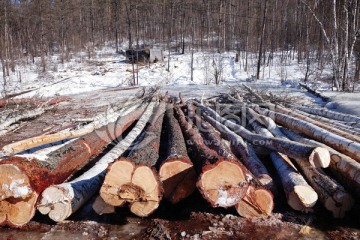 林业工人采伐的原条
