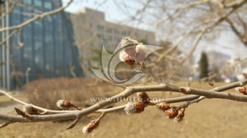 春天杨树即将绽开的花枝