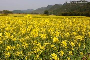 摄影油菜花