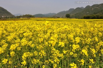 摄影油菜花