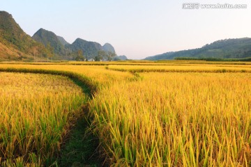 山区稻田