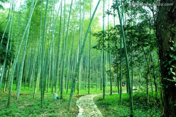 竹林