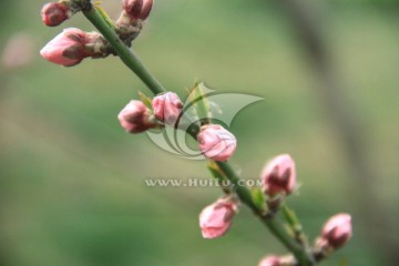 春天的桃花
