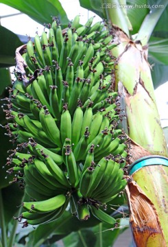 香蕉树