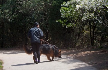 遛狗 高加索犬