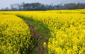 春天 油菜花 春暖花开