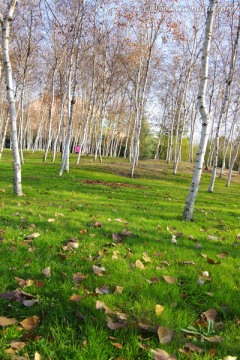 白桦林和绿草地