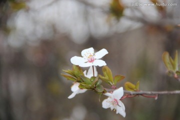 春天的花朵