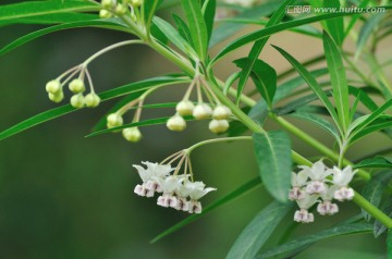 气球果花