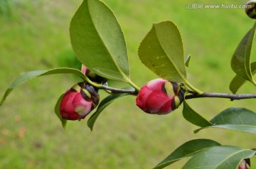 山茶花花苞