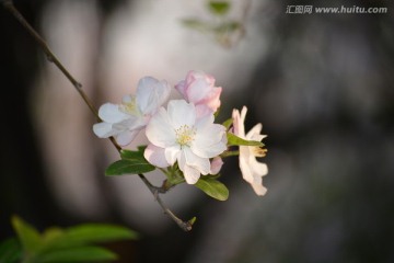 海棠花