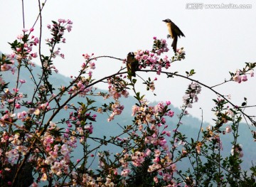 海棠花