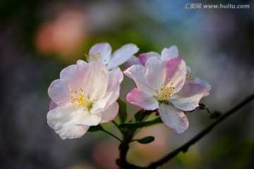 海棠花